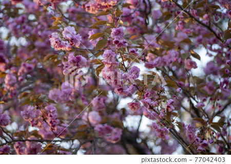 雙櫻桃樹 77042403