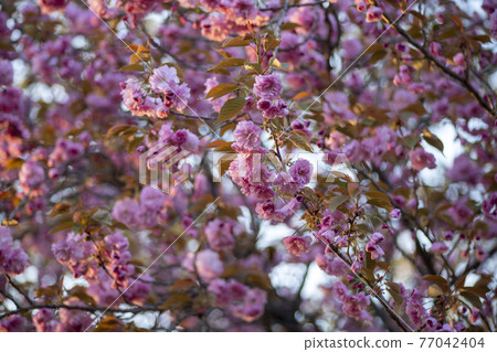 雙櫻桃樹 77042404