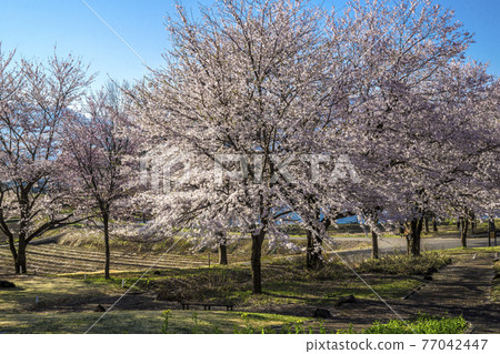 Shinshu Sakura, Nagamine Sports Park in Spring, Iiyama City, Nagano Prefecture Shinshu Sakura, Nagamine Sports Park in Spring, Iiyama City, Nagano Prefecture 77042447