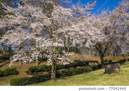 Shinshu Sakura, Nagamine Sports Park in Spring, Iiyama City, Nagano Prefecture Shinshu Sakura, Nagamine Sports Park in Spring, Iiyama City, Nagano Prefecture 77042448