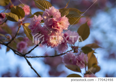 雙櫻桃樹 77042498