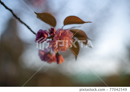 雙櫻桃樹 77042549