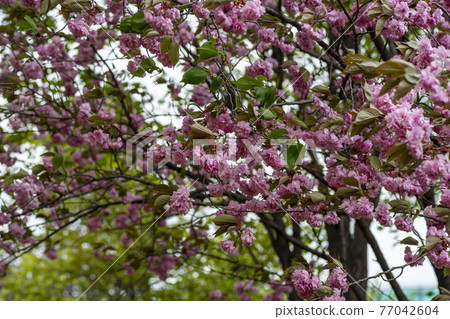 雙櫻桃樹 77042604