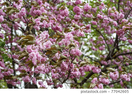 Double cherry tree 77042605
