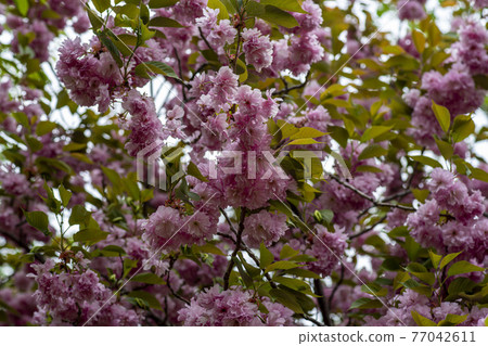 雙櫻桃樹 77042611