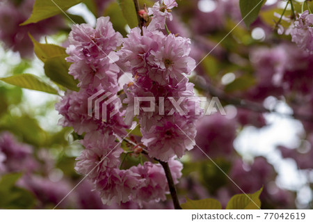 雙櫻桃樹 77042619