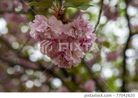 雙櫻桃樹 77042620