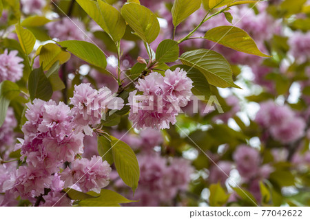 雙櫻桃樹 77042622