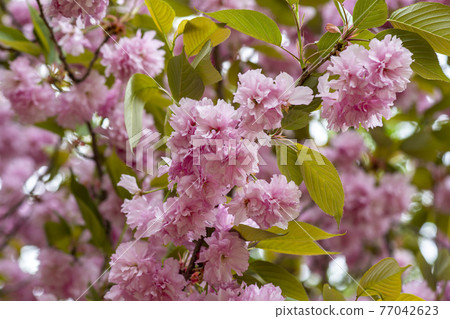 雙櫻桃樹 77042623