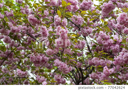 Double cherry tree Double cherry tree 77042624