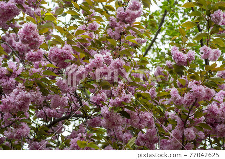 Double cherry tree Double cherry tree 77042625