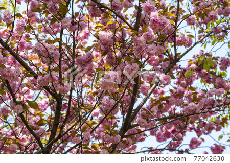 雙櫻桃樹 77042630