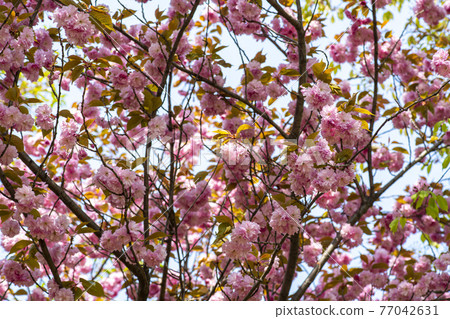 雙櫻桃樹 77042631