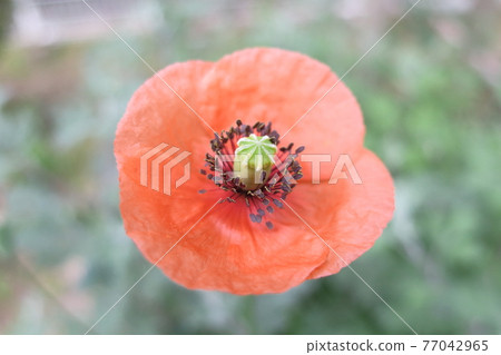 在朝陽下鮮豔綻放的橙花“罌粟花” 在朝陽下鮮豔綻放的橙花“罌粟花” 77042965