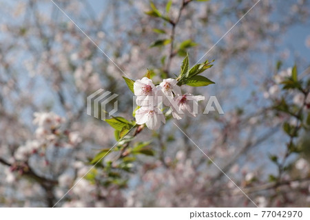櫻花 77042970