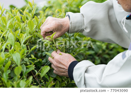 Senior man picking tea Senior man picking tea 77043090