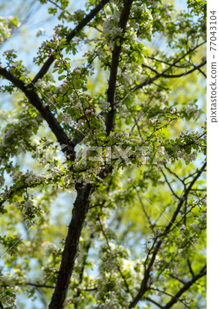 花蘋果花 77043104