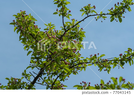 花蘋果花 77043145