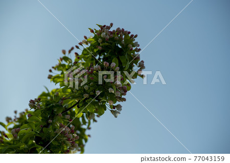 花蘋果花 77043159