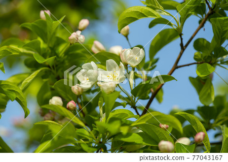 花蘋果花 77043167