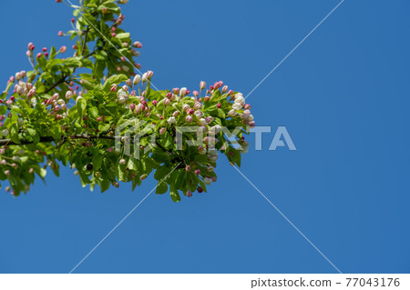 花蘋果花 77043176