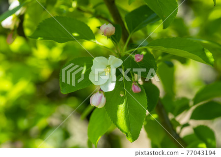 花蘋果花 77043194