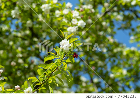 花蘋果花 77043235