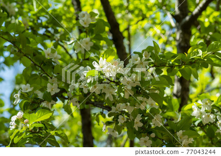 花蘋果花 77043244