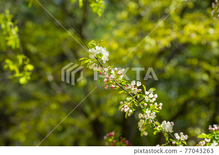 花蘋果花 77043263
