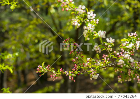 花蘋果花 77043264
