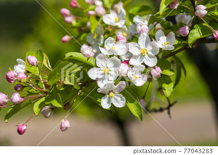 花蘋果花 花蘋果花 77043283