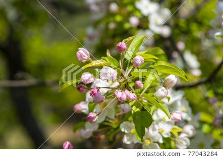 花蘋果花 花蘋果花 77043284