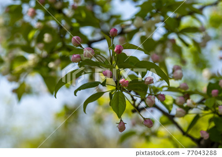 花蘋果花 77043288