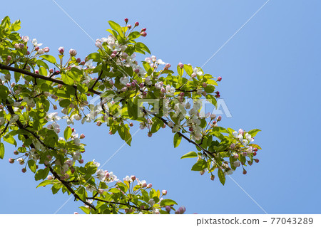 花蘋果花 77043289