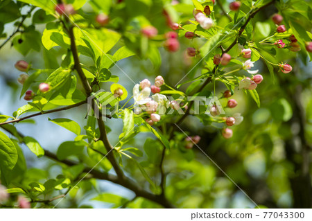 花蘋果花 花蘋果花 77043300
