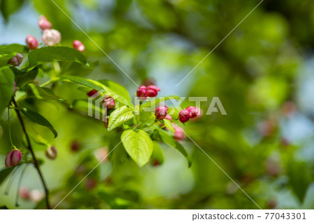 花蘋果花 77043301