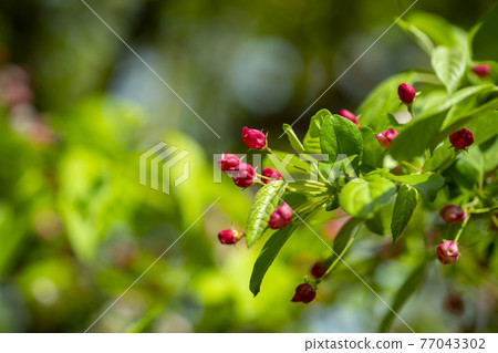 花蘋果花 77043302