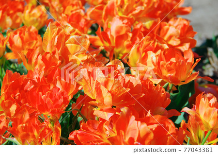 [Variety: Monte Orange] Tulips with bright orange double-flowered petals 77043381
