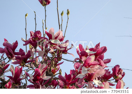 玉蘭花 玉蘭花 77043551