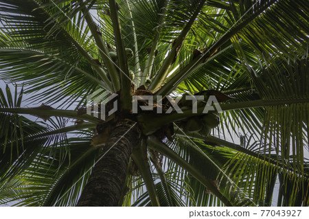 Summer field of coconut palm Summer field of coconut palm 77043927