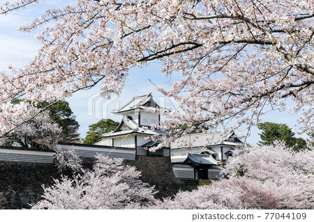 金澤城公園的櫻花盛開 金澤城公園的櫻花盛開 77044109