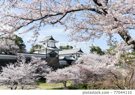 金澤城公園的櫻花盛開 金澤城公園的櫻花盛開 77044110
