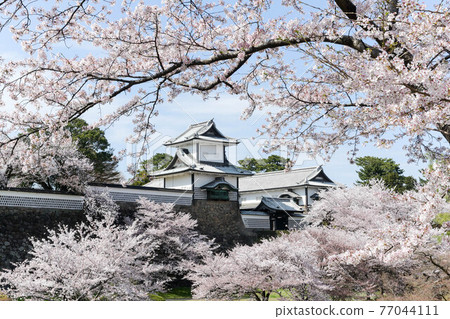 金澤城公園的櫻花盛開 金澤城公園的櫻花盛開 77044111