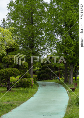 Wisteria flowers 77044252