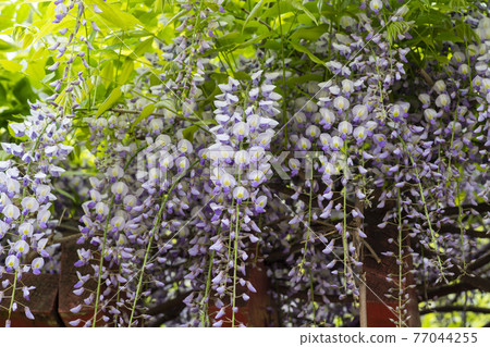 Wisteria flowers 77044255