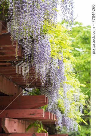 Wisteria flowers 77044260