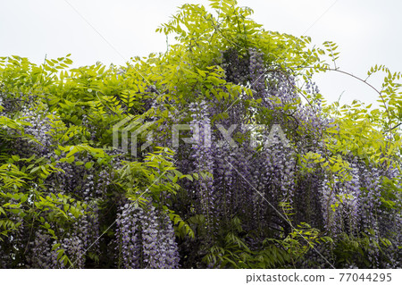 Wisteria flowers 77044295