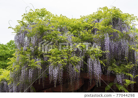 Wisteria flowers 77044298