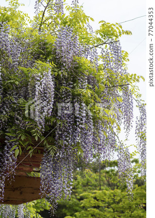 Wisteria flowers Wisteria flowers 77044353
