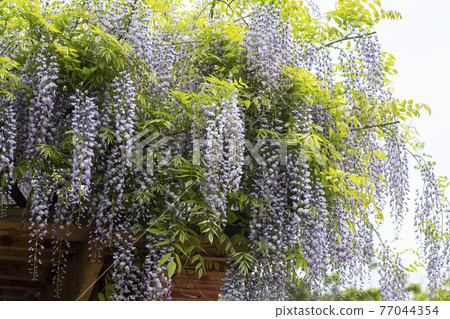 Wisteria flowers 77044354